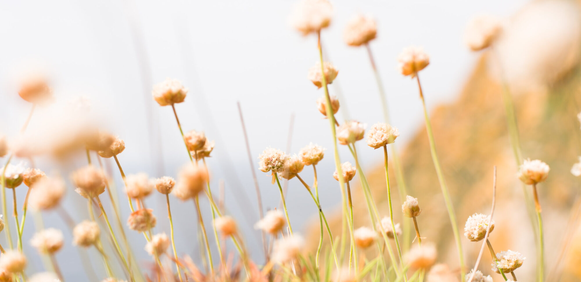 Campo de flores